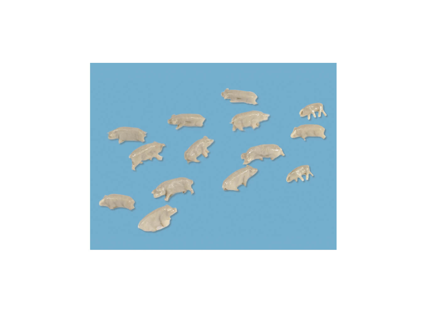 Pigs