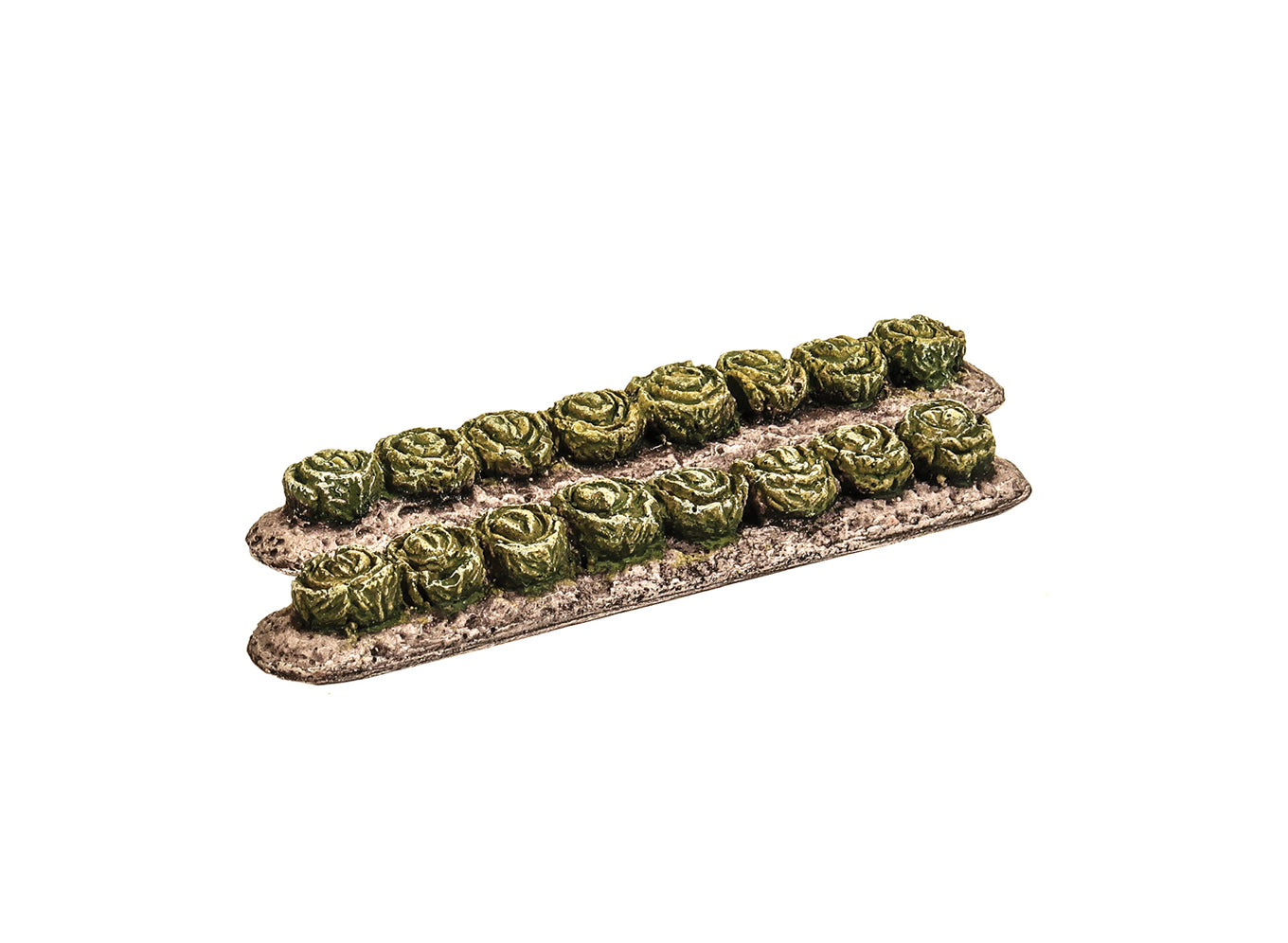 Vegetable Rows - Green Cabbage