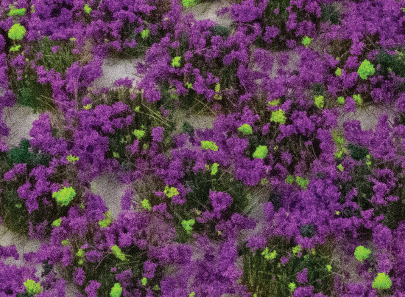 SGTHET06 - WWScenics - 6mm Heather Static Grass Tufts x 100